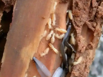 寿宁白蚁防治公司分享实木家居养护：远离白蚁侵蚀，延长家具使用寿命